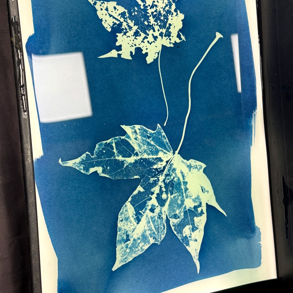 Cyanotype: Alternative Photography (OCT 24TH)